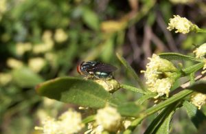 A fly lands on a saltbush, unintentionally aiding in pollination. Photo by Karan A. Rawlins, University of Georgia, Bugwood.org.