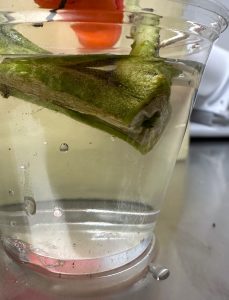 Clear glass of water with tomato stem and ribbons of streaming bacteria.