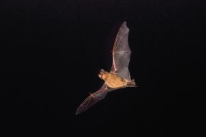 Even insect-eating bats, such as this Brazilian free-tailed bat, can inadvertently contribute to pollination as it feeds on insects within flowers. Photo by Phil, Adobe Stock.