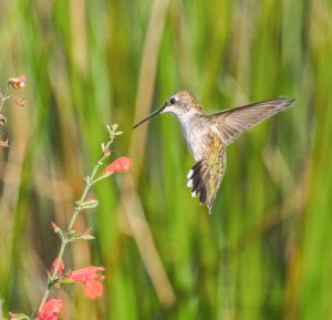 A juvenile male ruby-throated hummingbird serving as a pollinator as it flits from flower to flower, sipping nectar. Photo by Chase D’Animulls, Adobe Stock. 