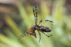 A golden silk orb-weaver spider with captured prey