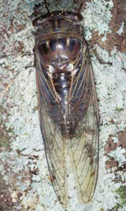 Large flying insect