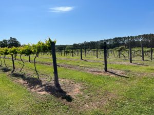 The FAMU Center for Viticulture and Small Fruit Research serves as a hub for studying and developing new cultivation techniques, aiming to enhance muscadine grape quality and resilience to various pests and diseases. Photo by Molly Jameson.