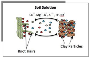 depiction of nutrient being held through cation Exchange