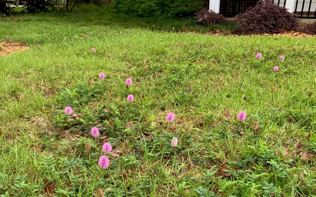 Video: Native Mimosa Groundcover in a Lawn