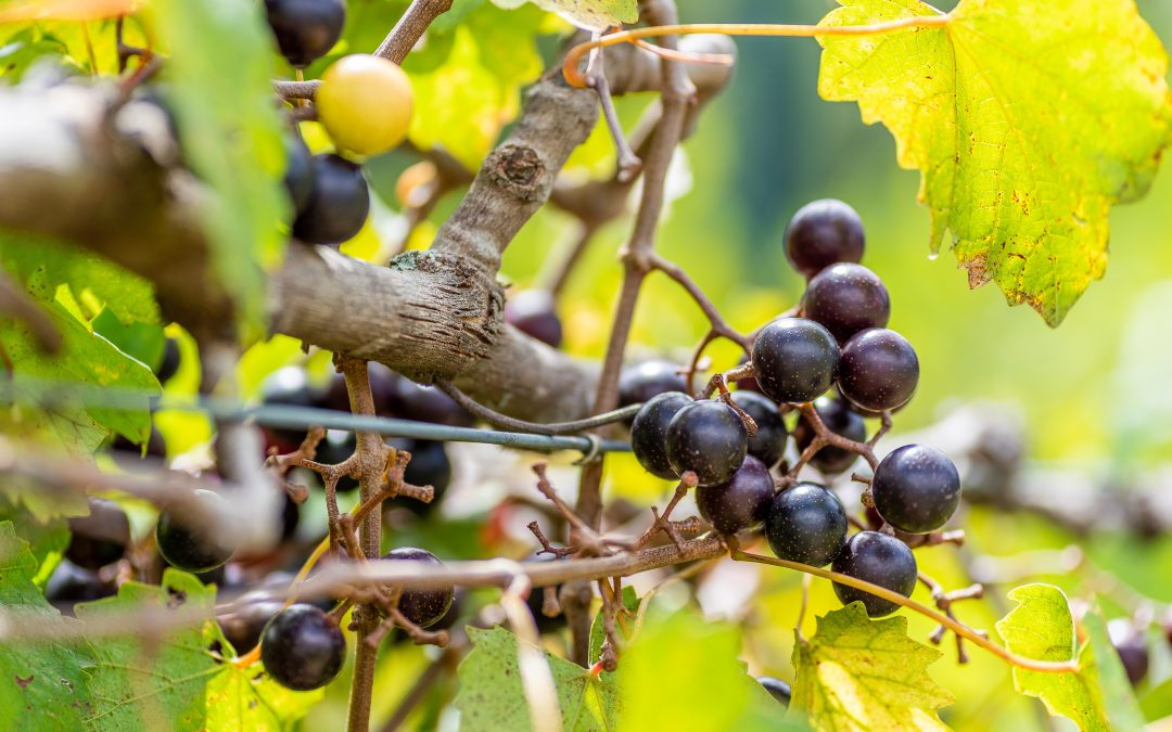 Discover the Charm of Muscadines