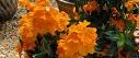 Color Your Containers Orange with Crossandra