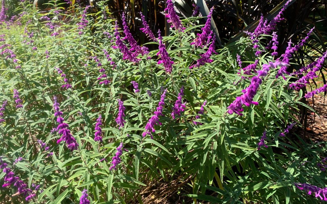 A Salvia for Late Summer Color