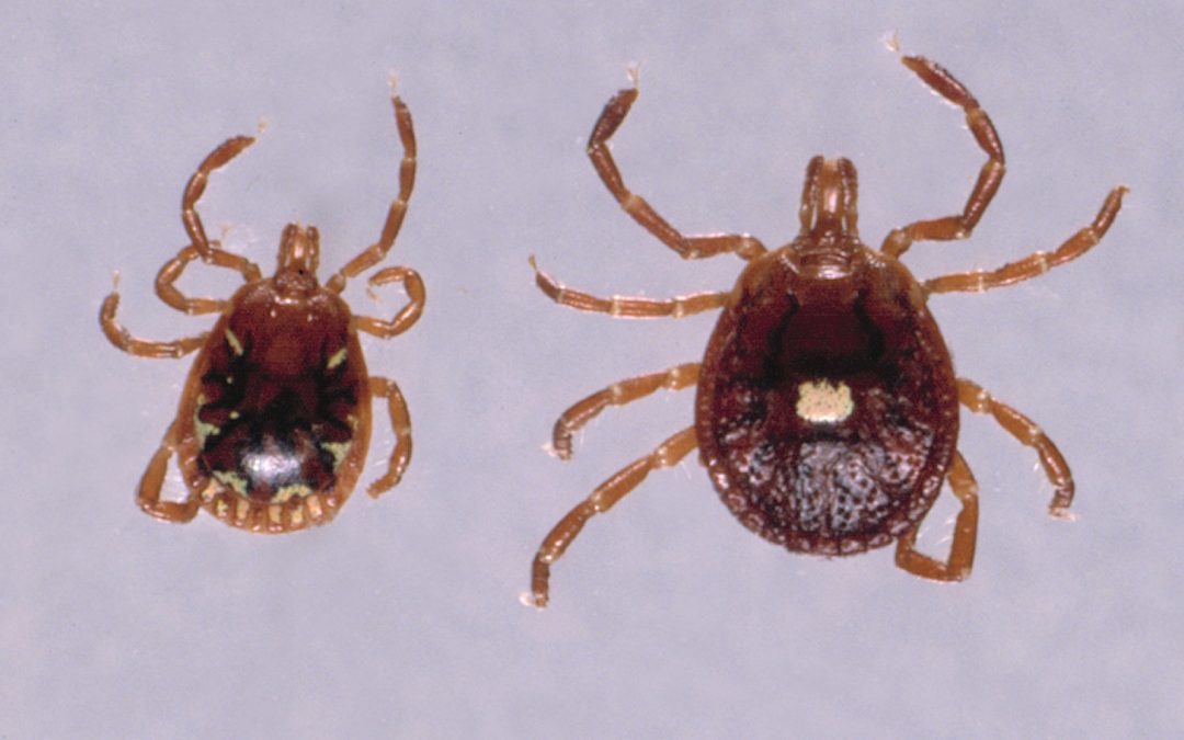 Ticks: A Seasonal Threat to Outdoor Enjoyment