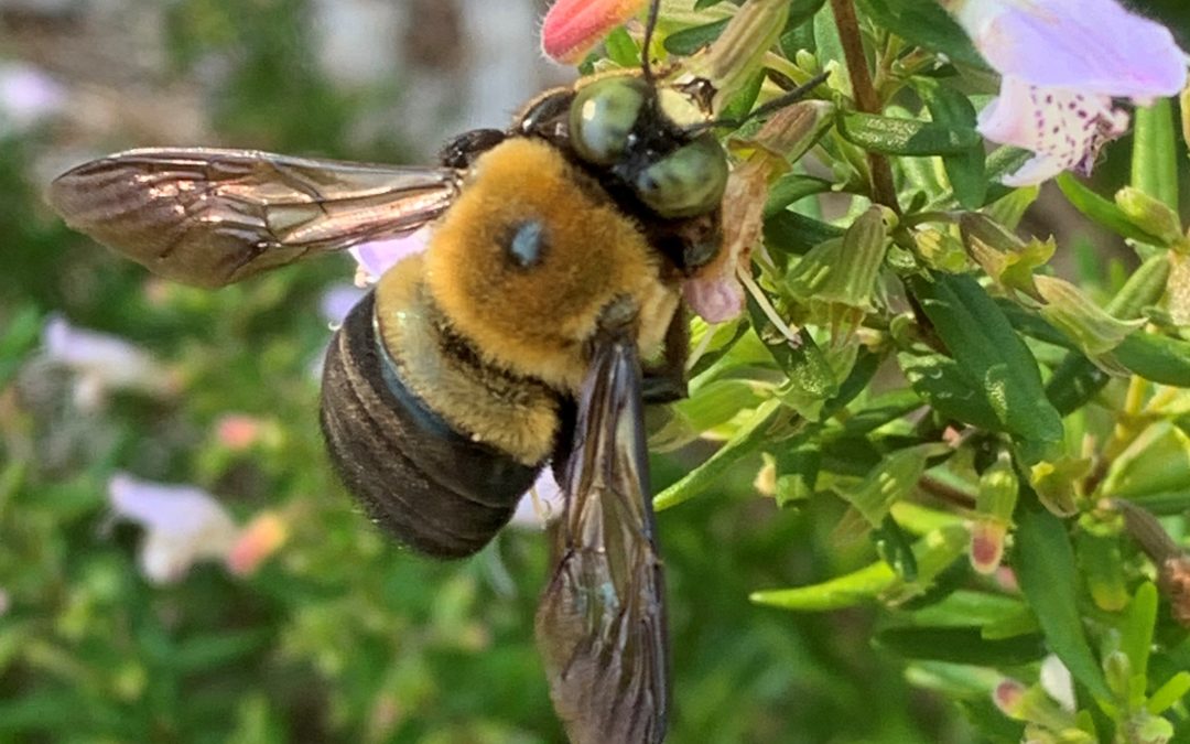 Video: Great Southeast Pollinator Census Details