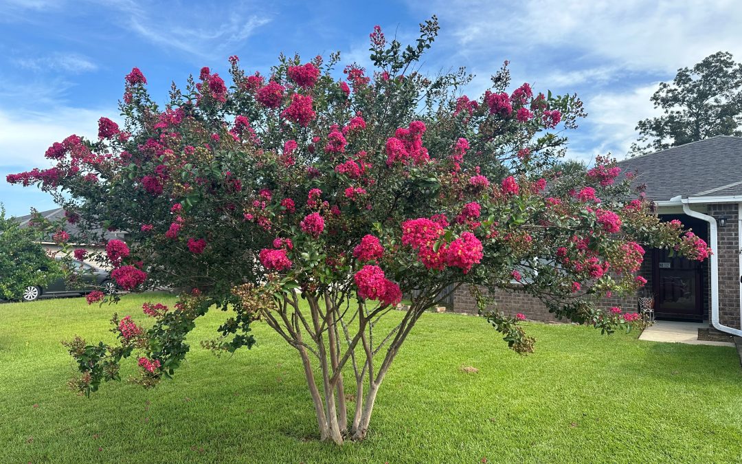 ‘Tonto’ Crape Myrtle – the Perfect Small Tree for Small Yards