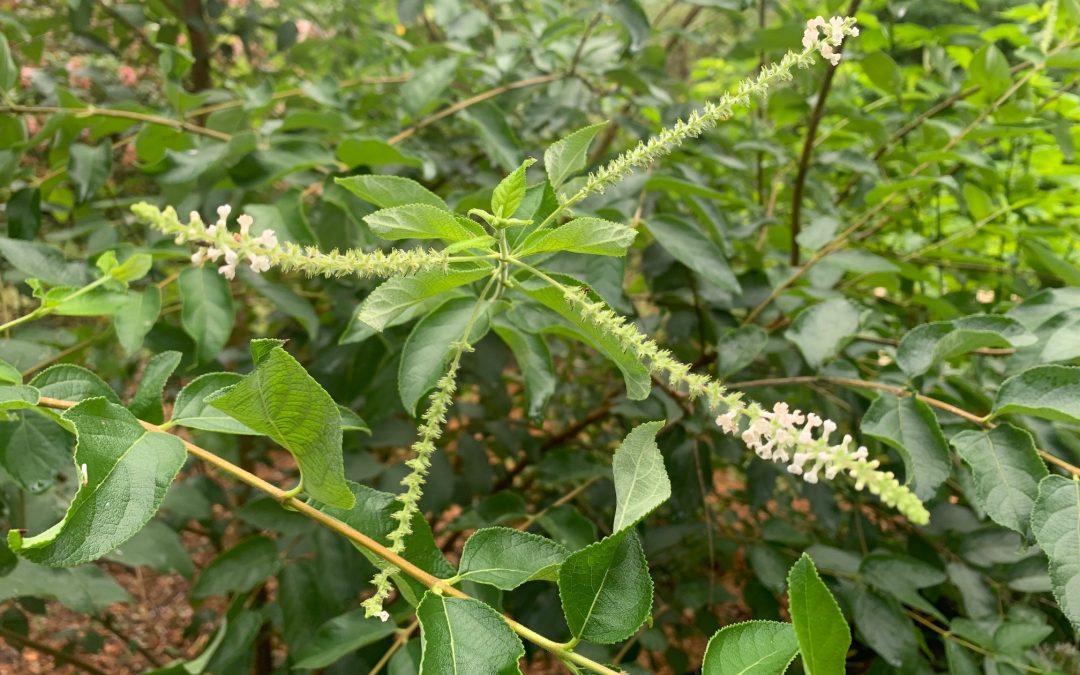 Florida-friendly Sweet Almond Bush