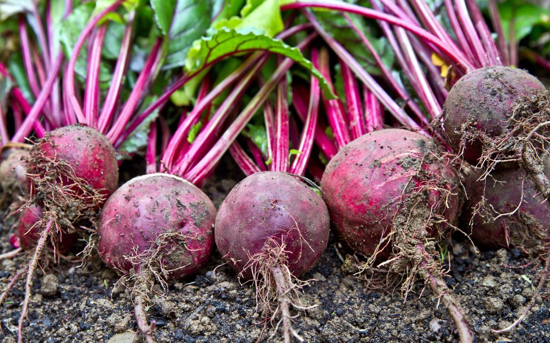 Beets and Swiss Chard: Two Sides of the Same Plant