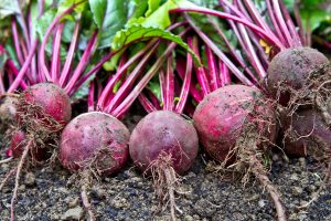 Beets can be grown in the fall and winter in the Panhandle, yielding round, bulbous roots with a sweet flavor and earthy aroma. Photo by Clickmanis, Adobe Stock.