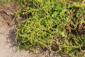 Wild sea beet (Beta vulgaris subsp. maritima), native to Mediterranean and coastal European regions, is the ancestor of cultivated beets and Swiss chard. Photo by Thorsten Schier, Adobe Stock.