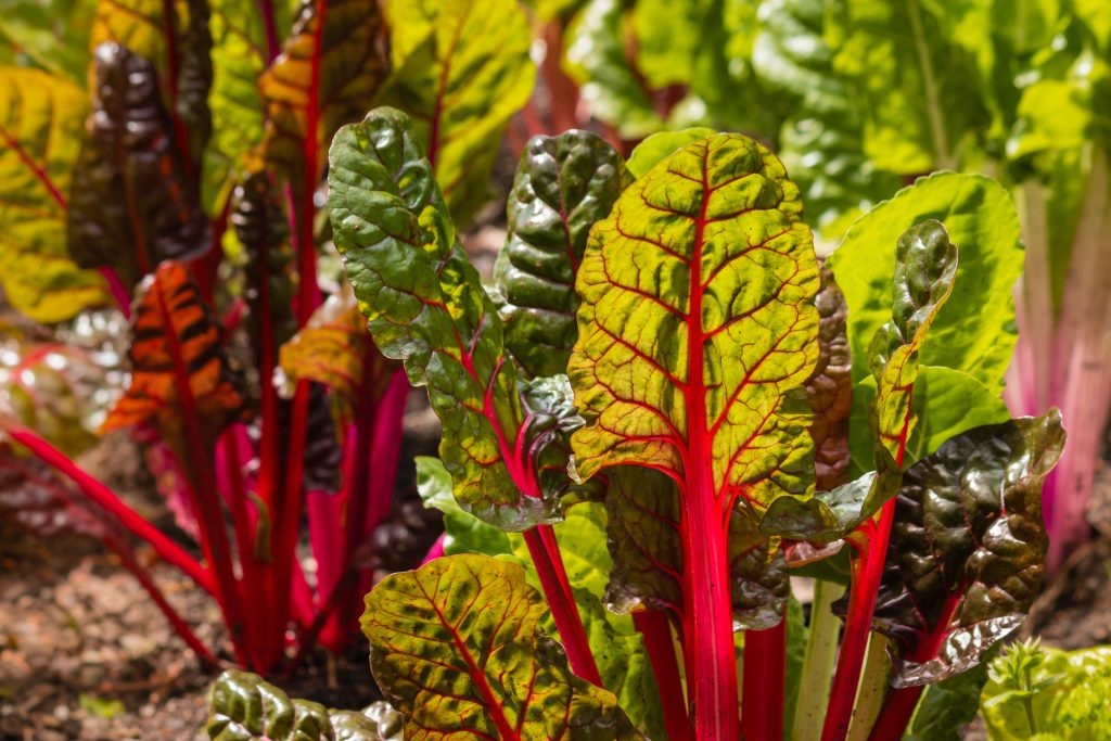 Swiss chard thrives in cooler weather, producing a continuous harvest of large, glossy, deep green leaves with colorful stems in shades of white, red, and yellow. Photo by Patrik Stedrak, Adobe Stock.