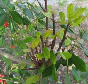 Holly branch suffering dieback