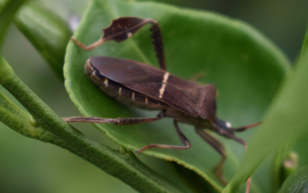 Life Beneath the Leaves with the Leaf-Footed Bugs