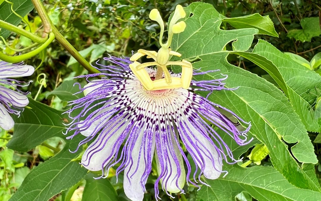 The Passionflower