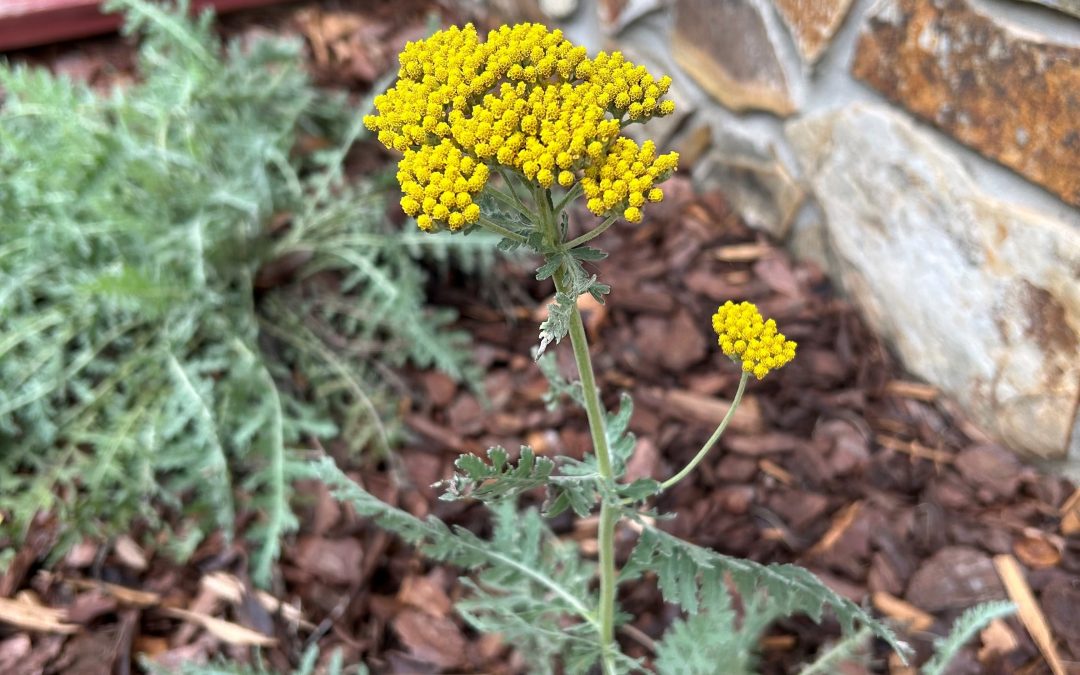 “Moonshine” Yarrow – A Plant for a Problem Spot