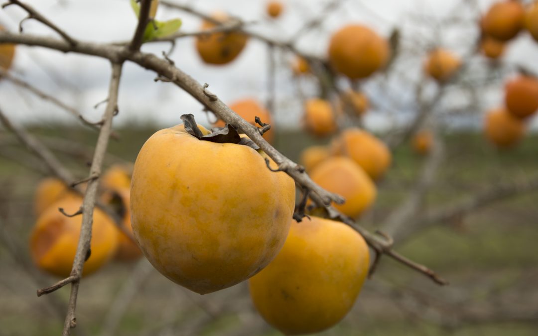 Persimmon harvesting, ripening, and preservation strategies