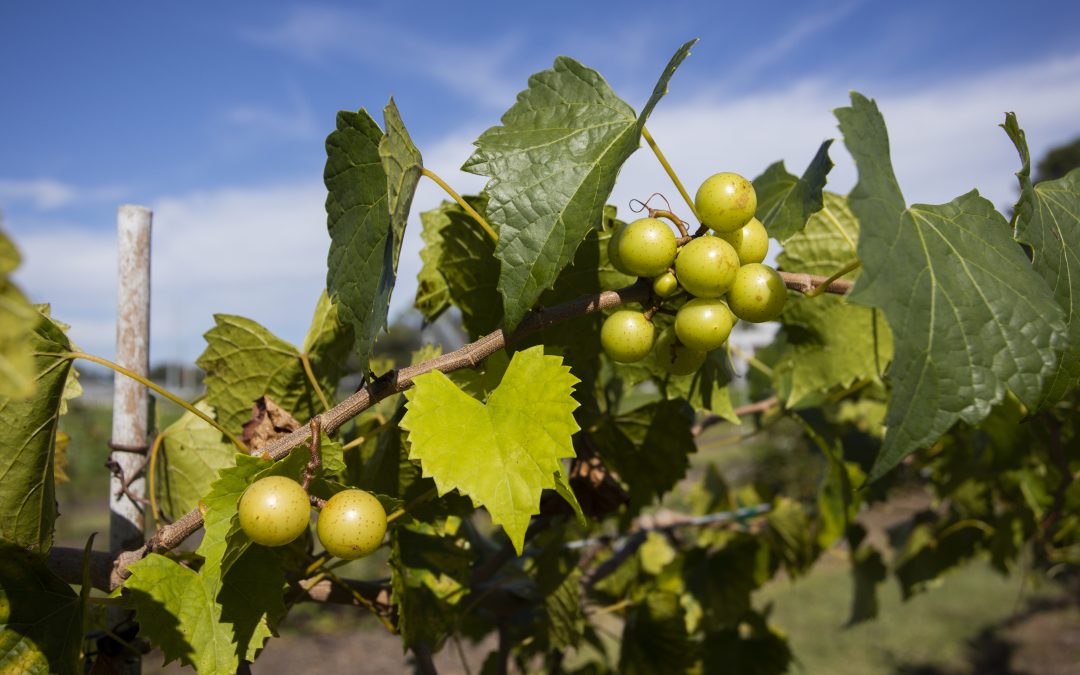 Orchard Crops Diversification Field Day – October 23