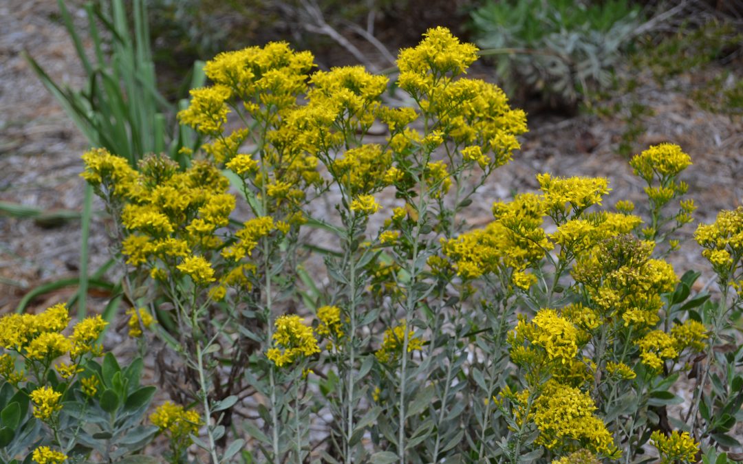 A Few Wildflowers for the Landscape