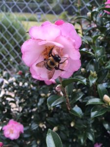 Bumble bee on camellia sasanqua