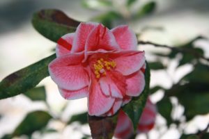 Pink and white camellia flower