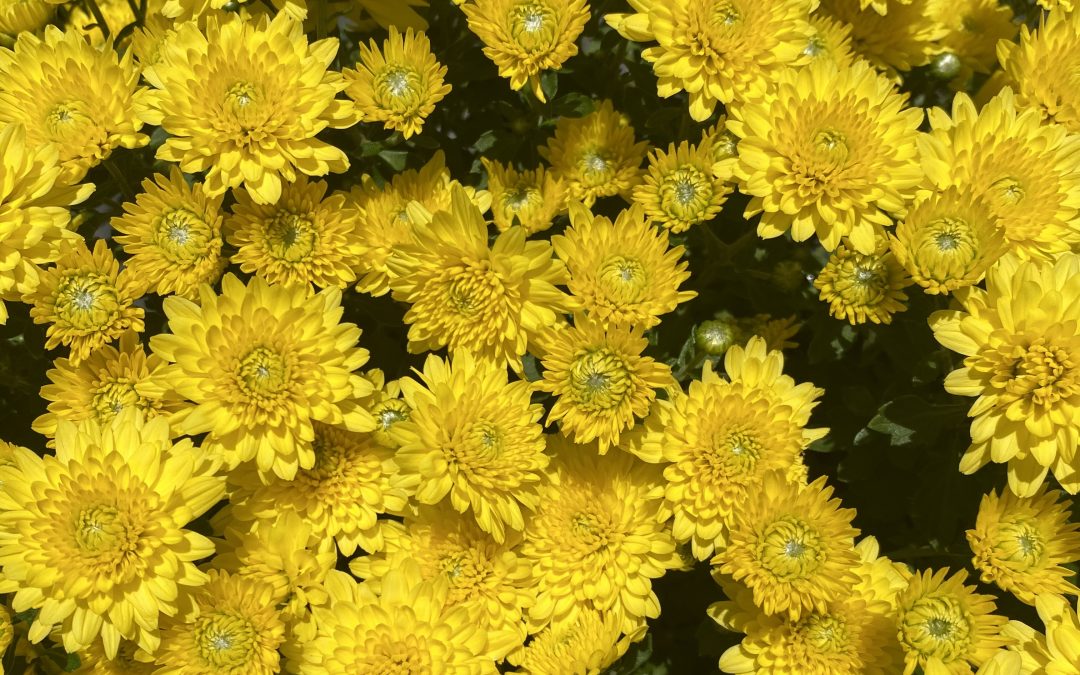 Mums the Word on Fall Color