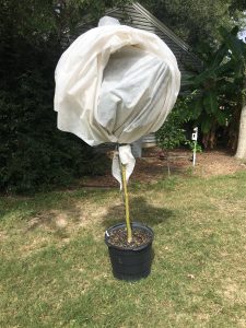 Potted tree covered with frost cloth, tied securely around the trunk, with the cloth extending only around the foliage, resembling a 'lollipop' shape