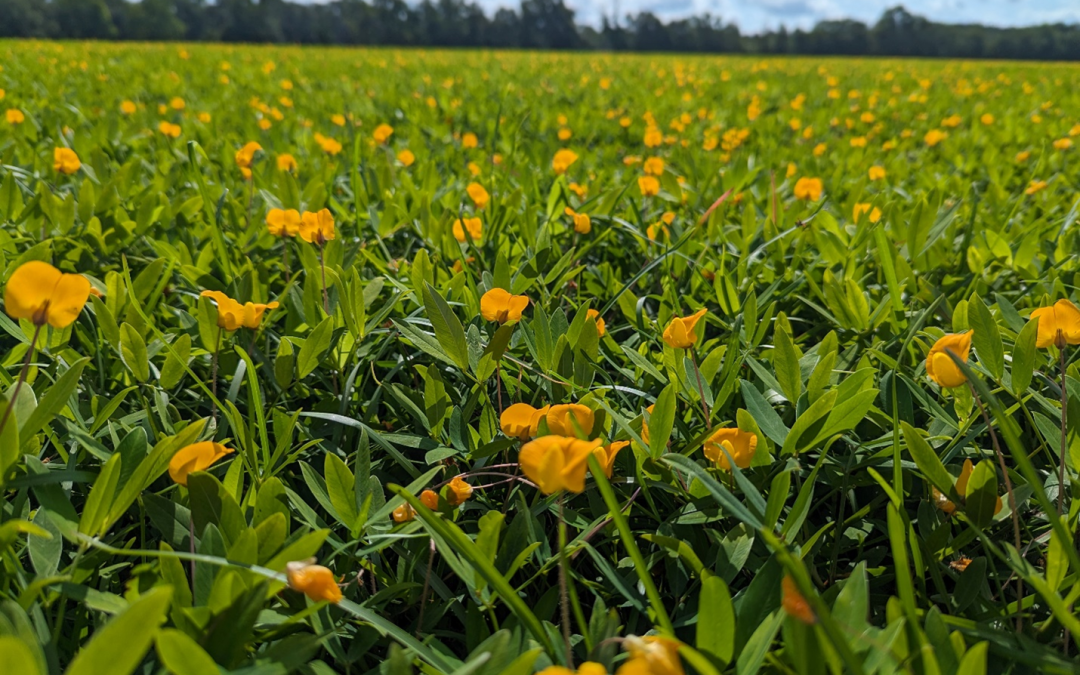 Thinking about a “Clover Lawn”? We live in Florida; you can do better!!