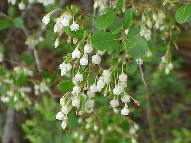 The Wonderful Native Sparkleberry