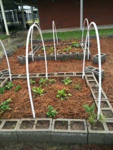 Raised garden beds framed by cinder blocks with PVC hoops installed over plants, and pine straw mulch covering the soil.