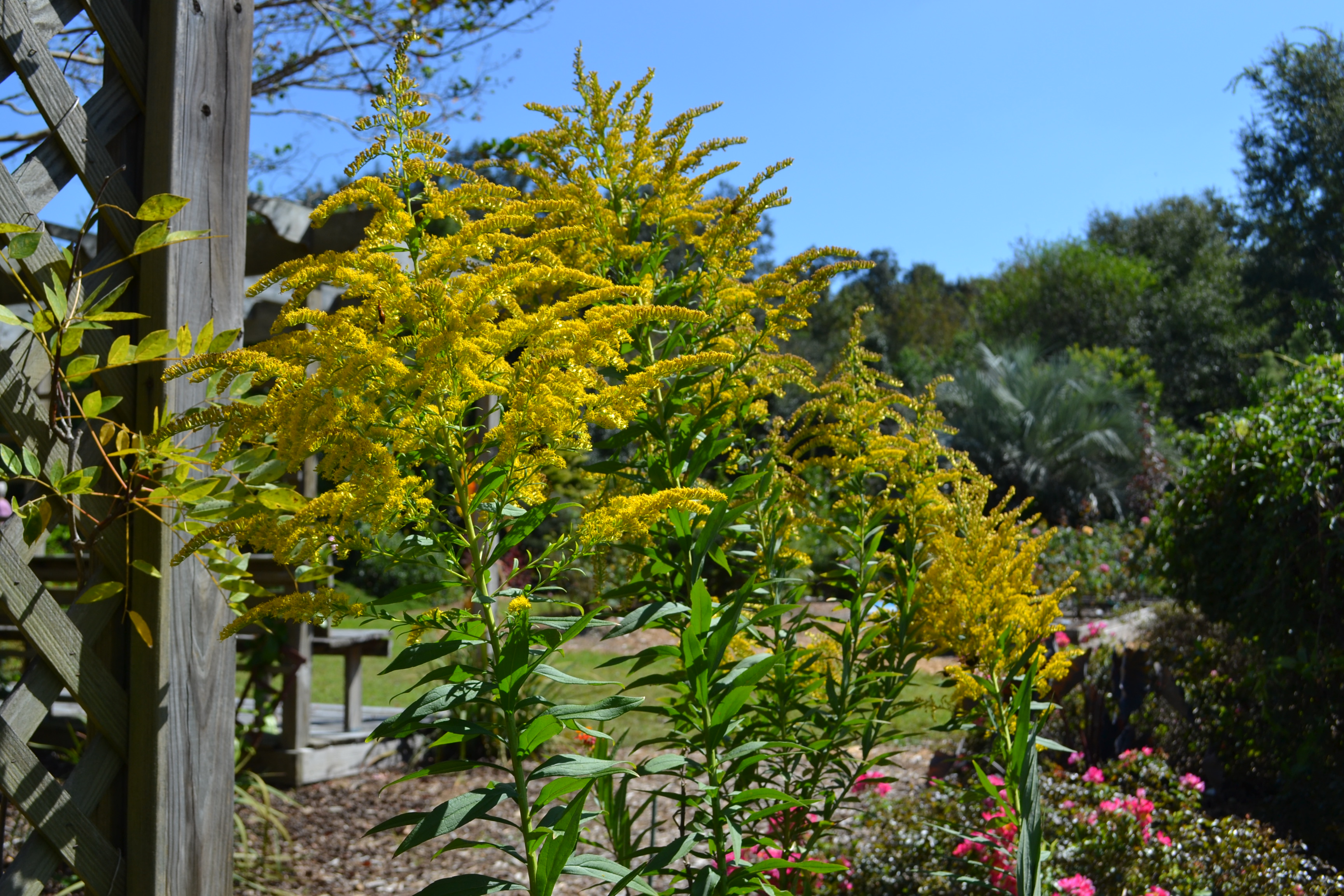 A Few Wildflowers For The Landscape Gardening In The Panhandle
