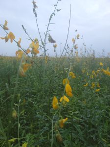 Sunn Hemp as a cover crop