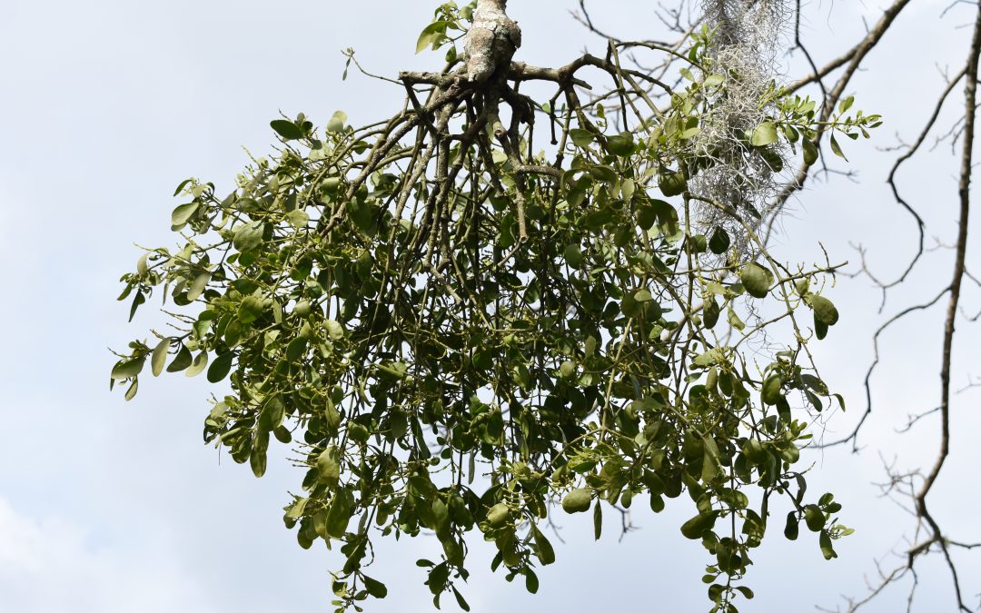 Mistletoe: A Holiday Tradition with Roots in our Trees