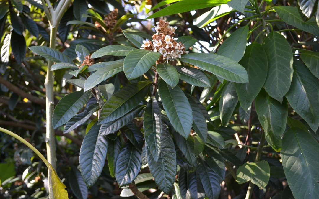 An Easy Fruit Selection for Your Landscape