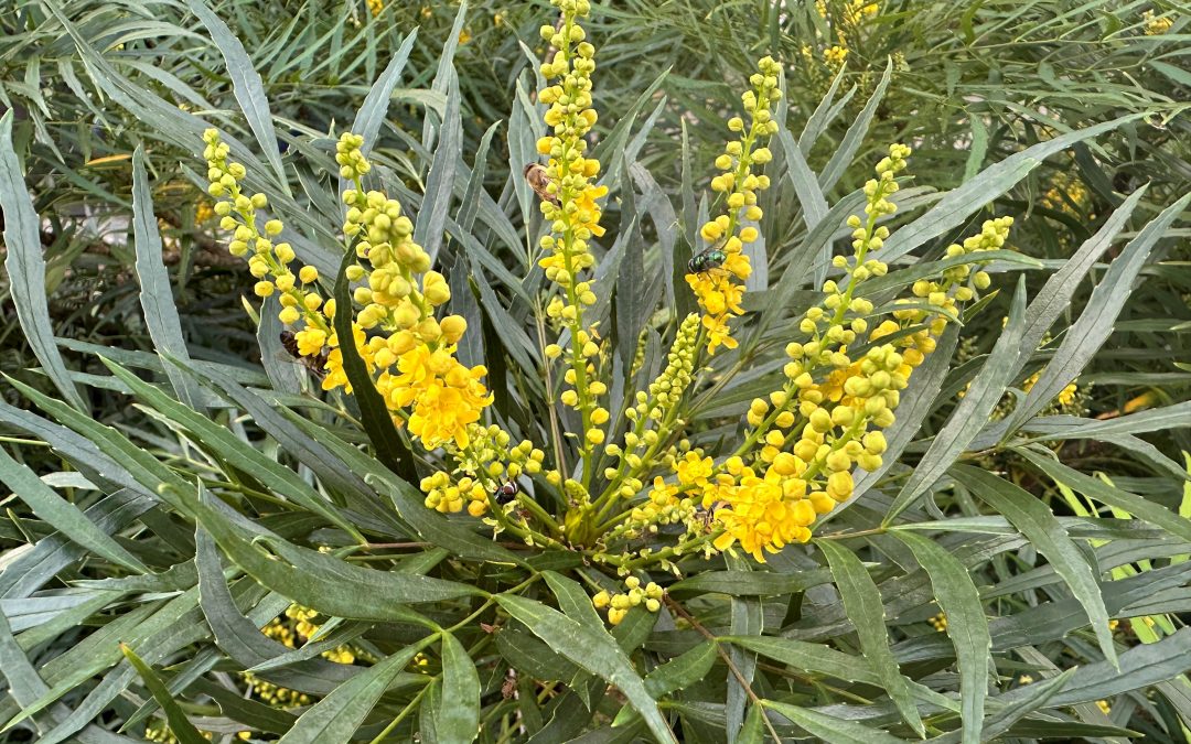 ‘Soft Caress’ Mahonia:  A Fall Blooming Favorite