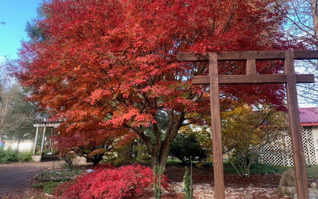 Japanese Maple – A Stunner for Some Panhandle Landscapes