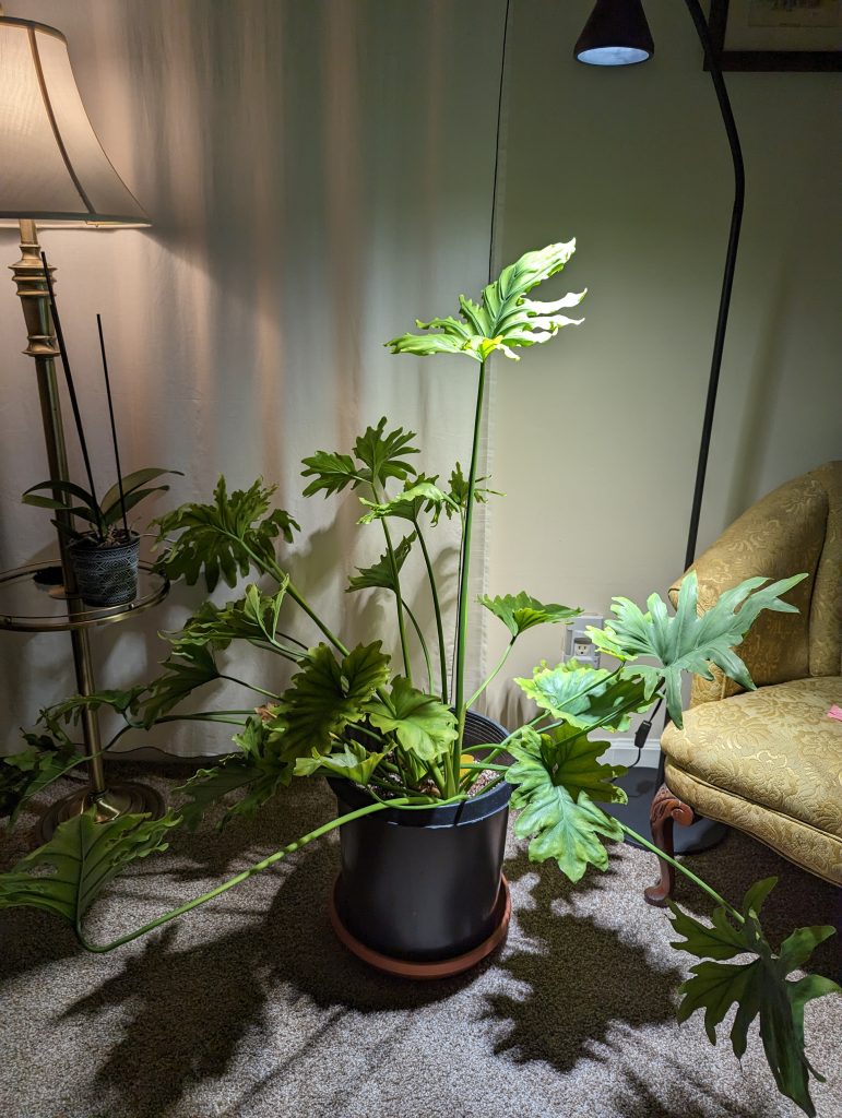 a house plant (a Thaumatophyllum bipinnatifidum) on a balck pot, under a fllor limp next to a yellow armchair