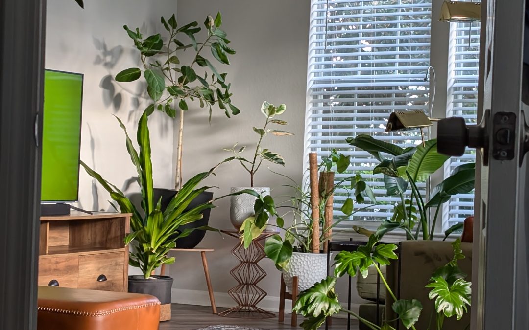 Indoor Plant Care 101