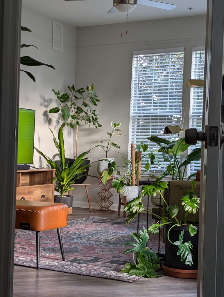 multiple house plants in a family room