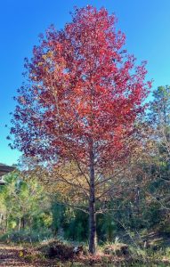 Sweetgum tree bright fall foliage colors