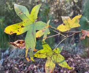 Sweetgum star-shaped leaves