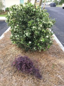 Large green shrub and small purple shrub