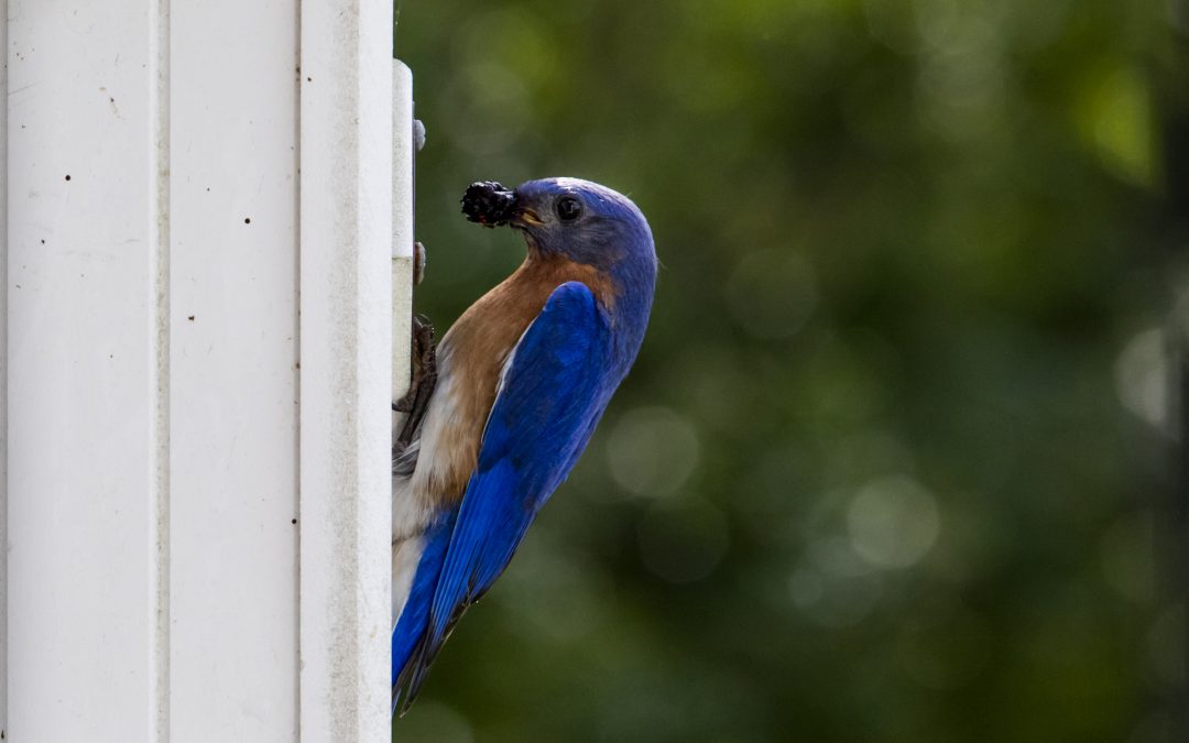 Supporting Backyard Birds After a Winter Storm