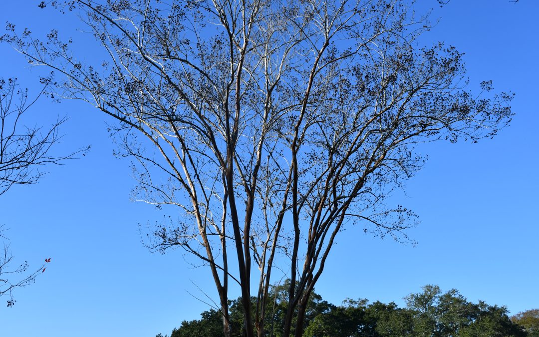 Video: Easy Steps for Pruning Crape Myrtles