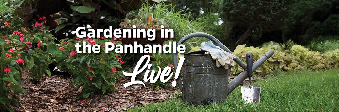 2025 Gardening in the Panhandle LIVE! Webinars Begin March 6th