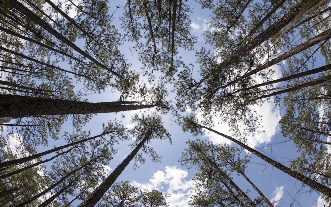 Crown Shyness in Trees